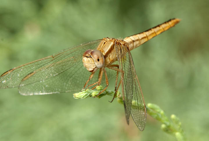 ID libellula: Crocothemis sp. di Socotra